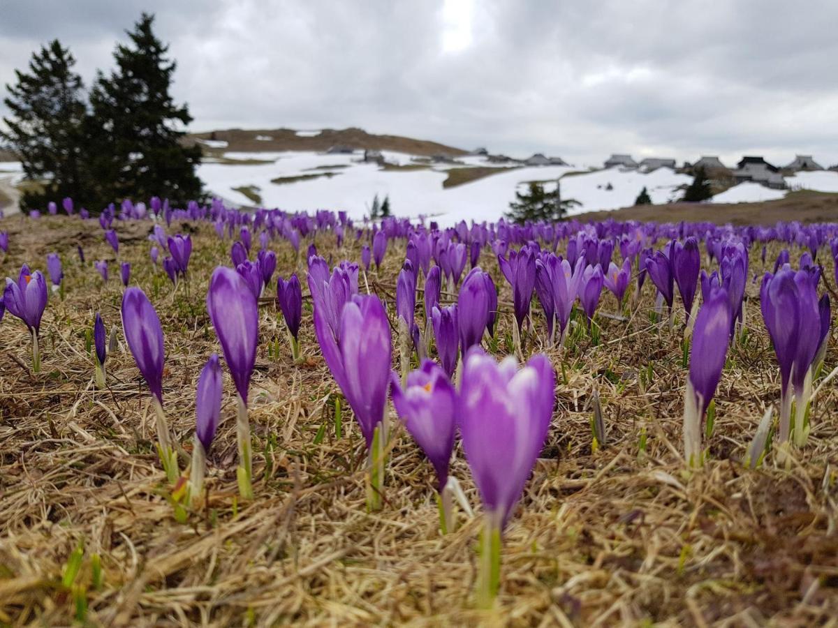Chalet Gorenjka - Velika Planina Stahovica Eksteriør billede