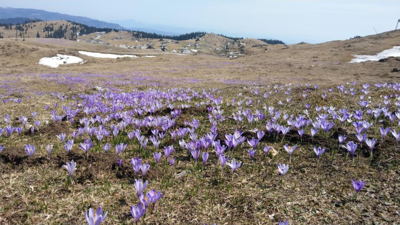 Chalet Gorenjka - Velika Planina Stahovica Eksteriør billede